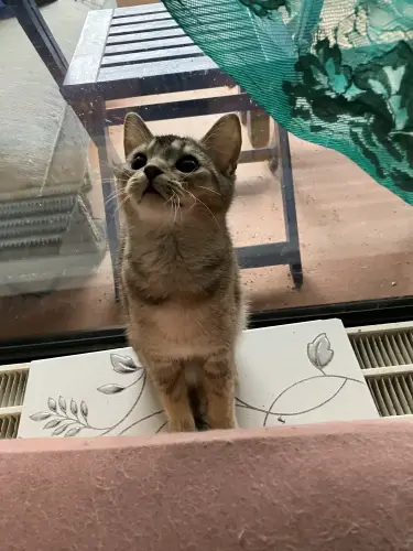 Abessinier Variant Kitten