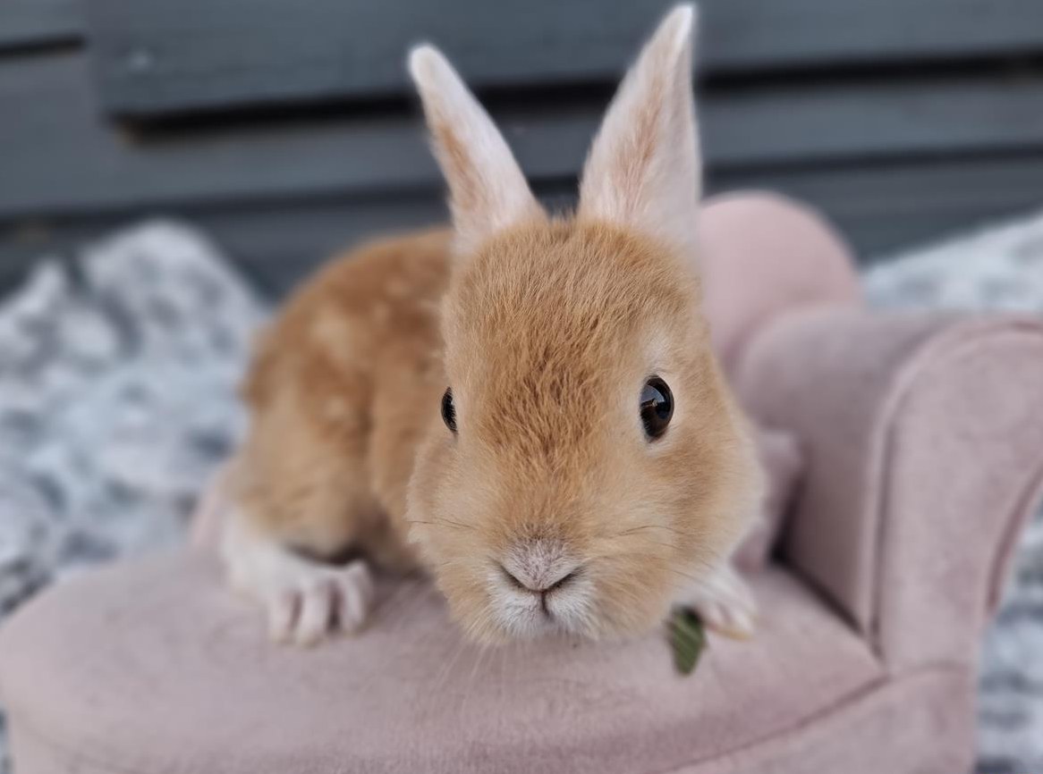 Sehr zahme Zwergkaninchen zu verkaufen
