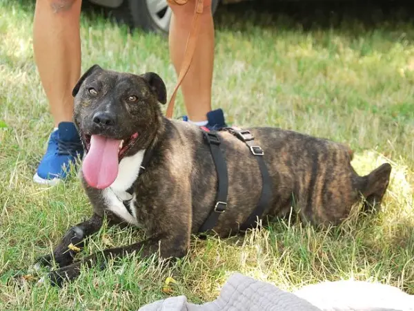 TONY, verschmuster Mischlingsrüde, ca. 5 Jahre, 49cm, 19kg