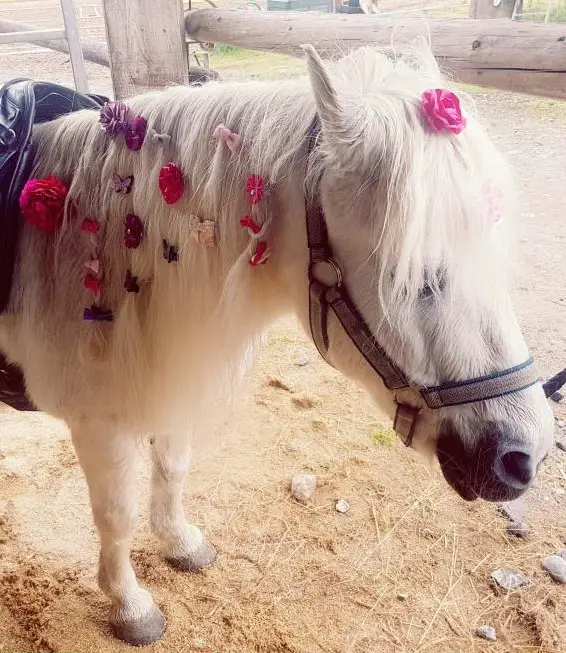 Ferienjob in den Herbst/ Winterferien auf Ponyhof in ZG