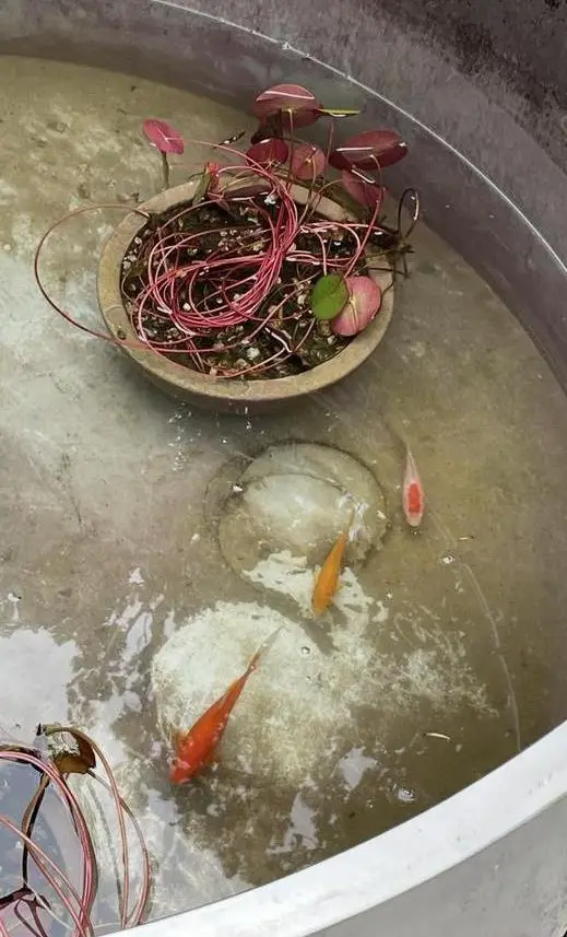 3 Goldfische zu verschenken