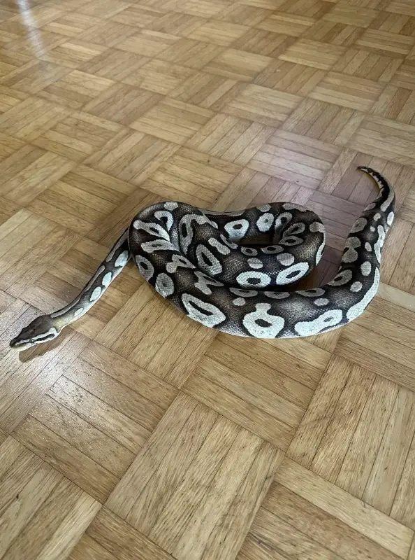 Python regius Pastave zu verkaufen