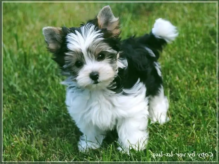 Yorkshire Terrier Welpen-verschiedene Farbgebungen u.Grössen