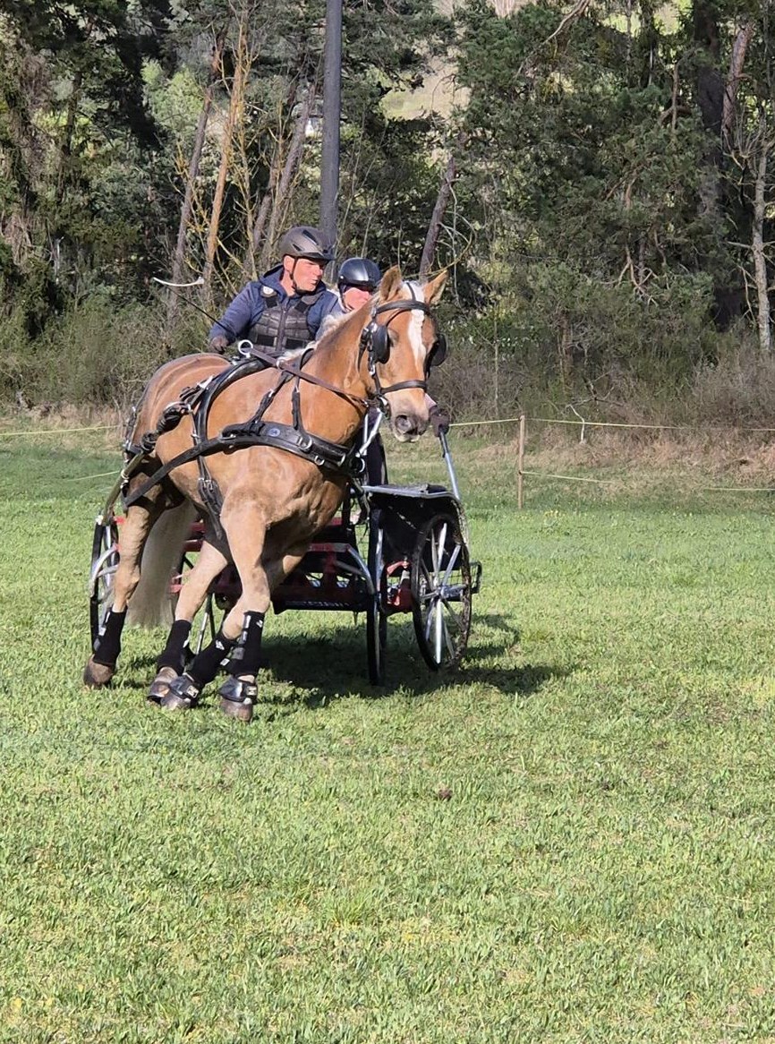 Pferdepension Casparis in Thusis GR