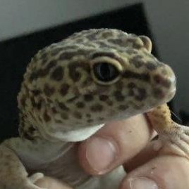 Leopardgecko + Terrarium mit Unterschrank und Zubehör