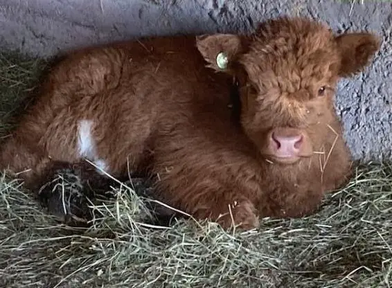Zahme Hochlandrinder aus Zucht zu verkaufen