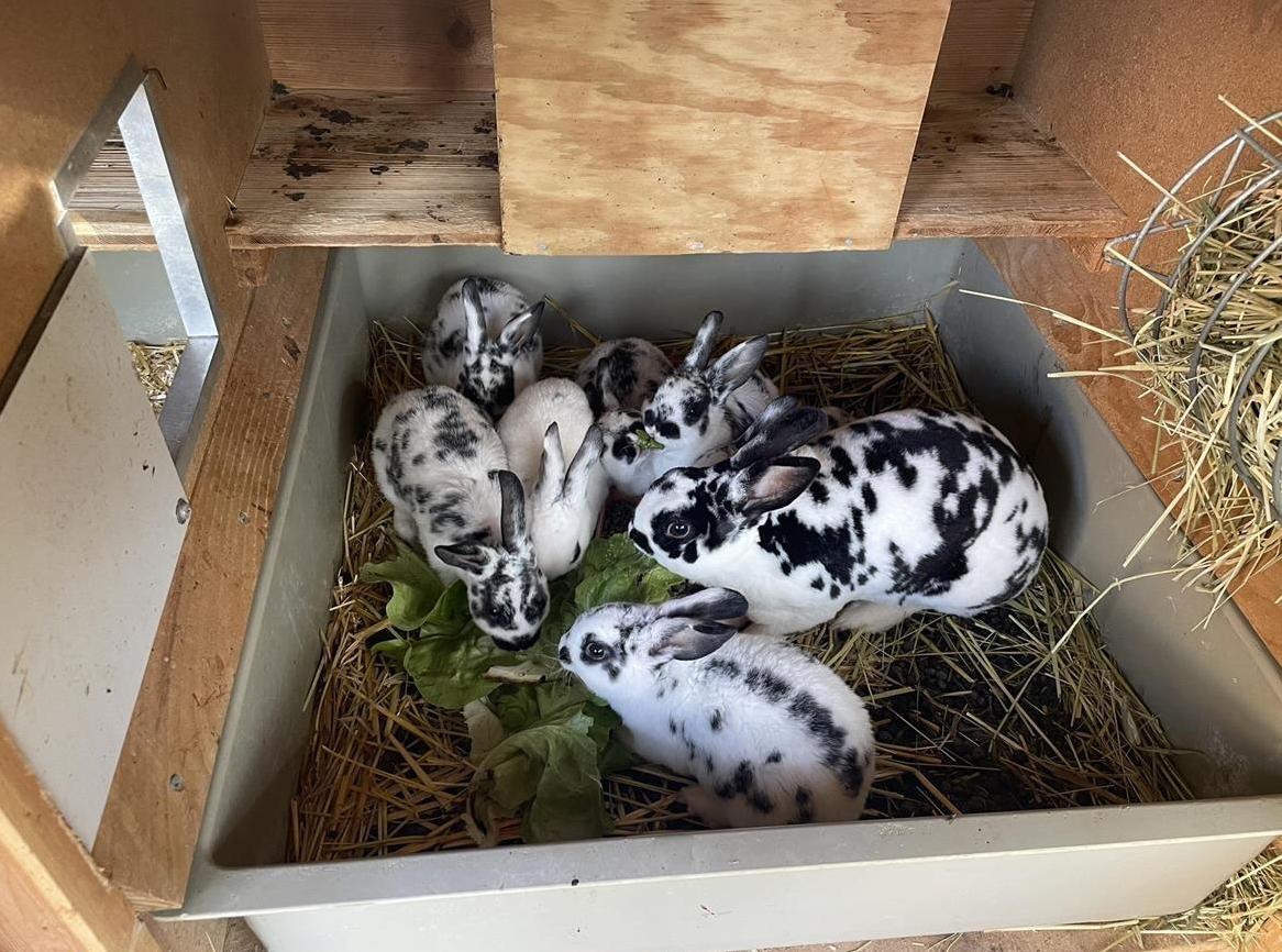 Klein-Rex Kaninchen zu verkaufen