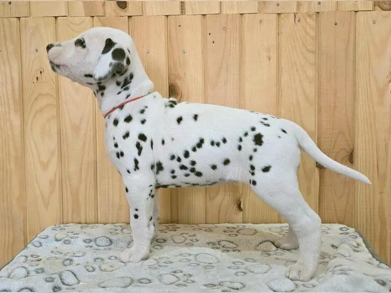 Dalmatiner weibchen mit FCI Papiere