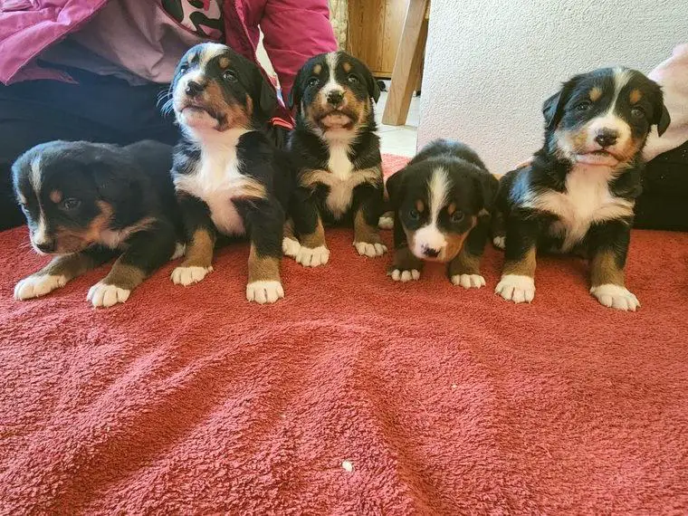 Schweizer Sennenhund/ Berner Sennenhund Mix, Welpen