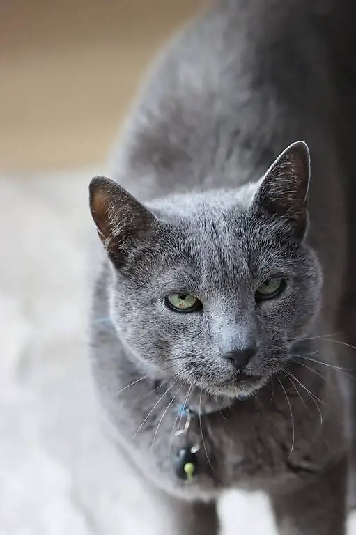 Kater Musito sucht sein neues Für-immer-Zuhause
