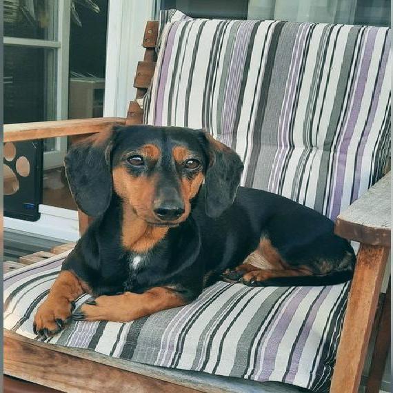 Liebevolles Zuhause gesucht für unsere Dackeldame