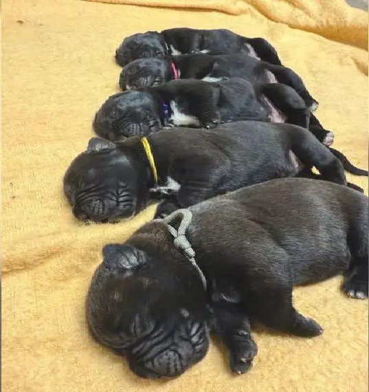 Cane Corso Welpen zu verkaufen