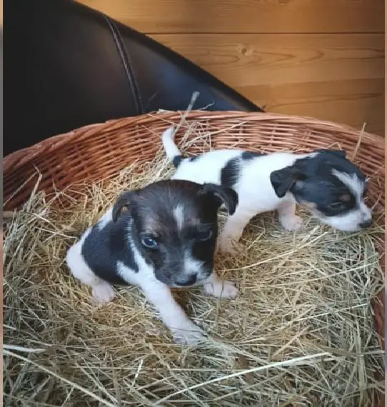 Parson Jack Russell Terrier