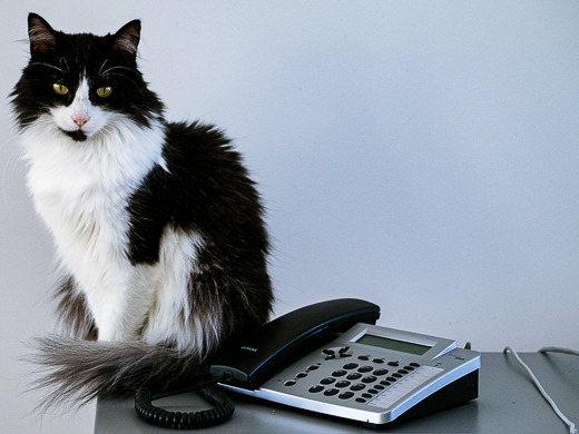 Katzendienst: Umgebung Brugg, Windisch