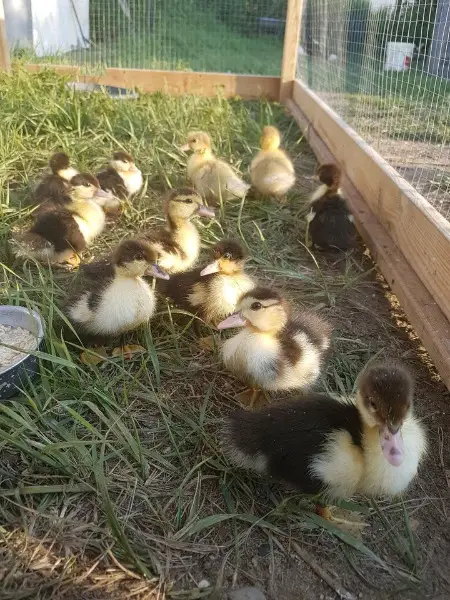 Warzenenten Stummenten Flugenten Enten Küken Gössel
