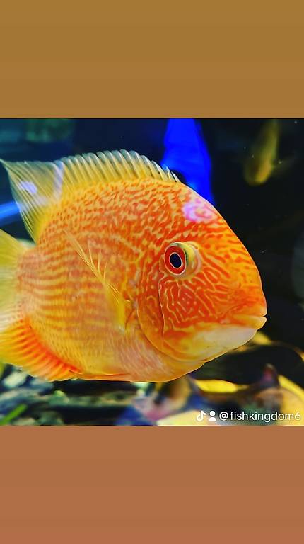 Zierfische zu verkaufen