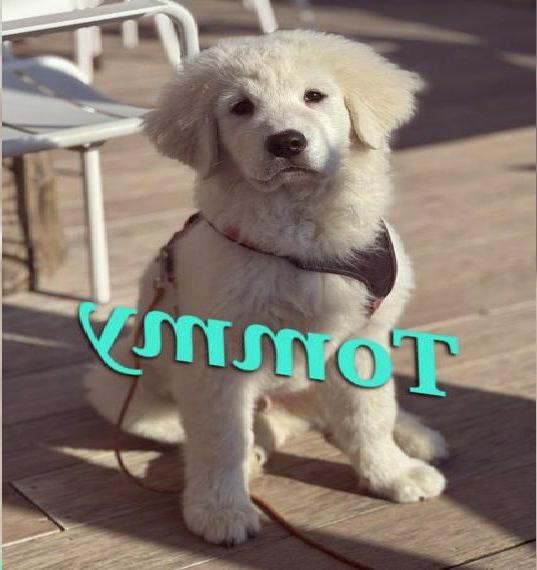 Welpe Rüde 16 Wochen Maremmano Welpe, Hofhund, Familienhund, Maremmen-Abruzzen-Schäferhund