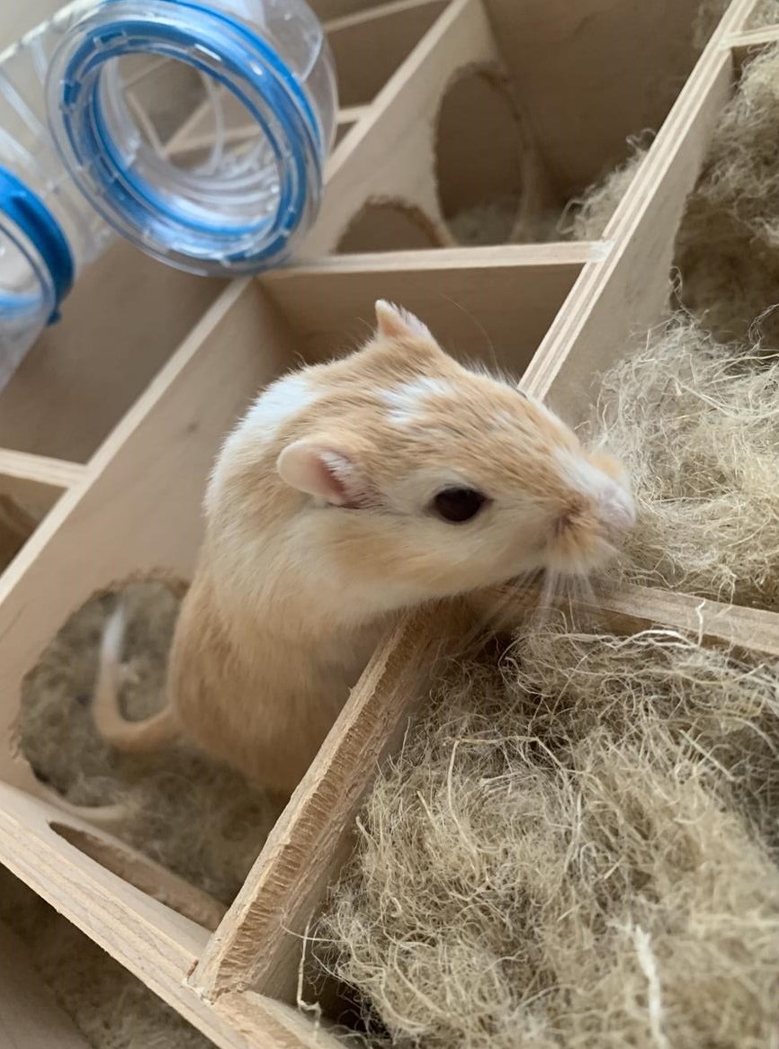 Rennmaus Gspänli gesucht für Vergesellschaftung