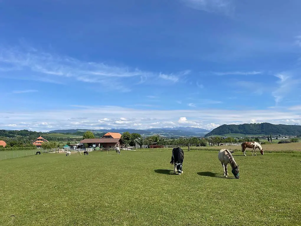 Plätze frei im Offenstall, Pferdepension