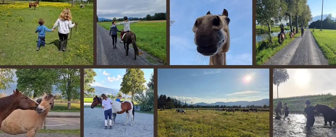 Reitbeteiligungen, Reitstunden im SG-Rheintal