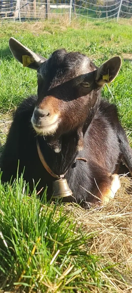 Bündner Strahlenziegen Bock zu verkaufen