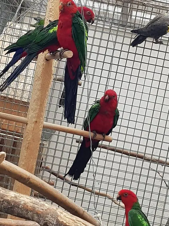 0.1 Hornsittich Weibchen und div.Grünflügelkönigsittiche