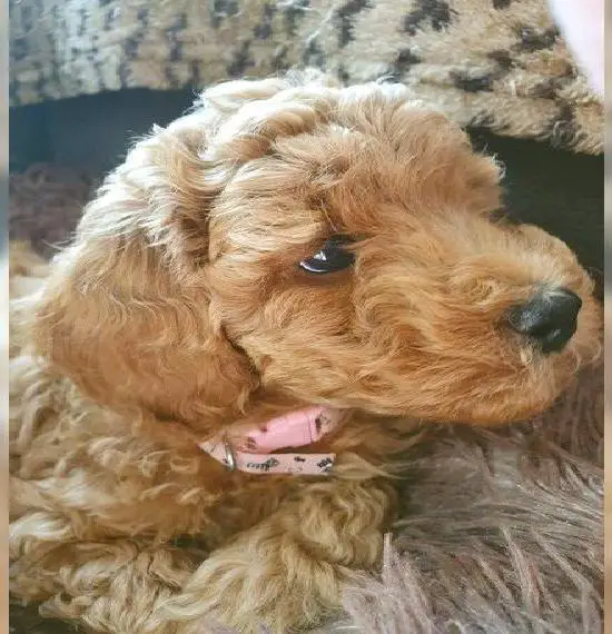 Zwergpudel Welpen zu verkaufen