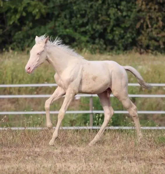 AQHA Hengstfohlen in gold cream champagne