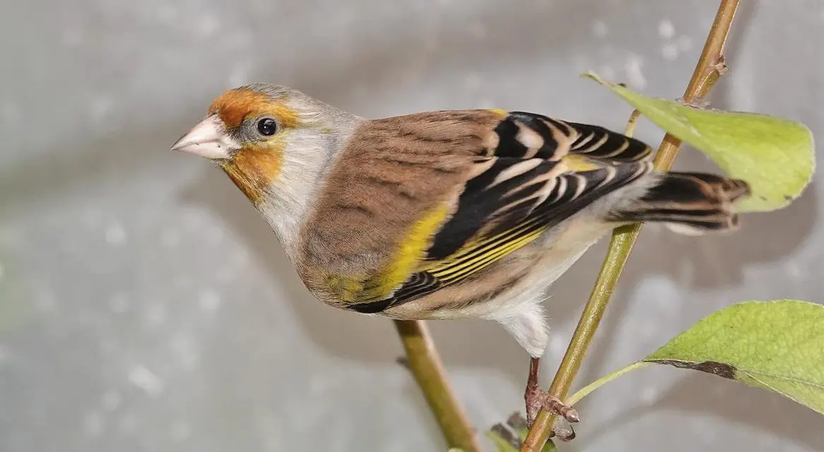 Kanarengirlitz x Stieglitz von Aussenvoliere