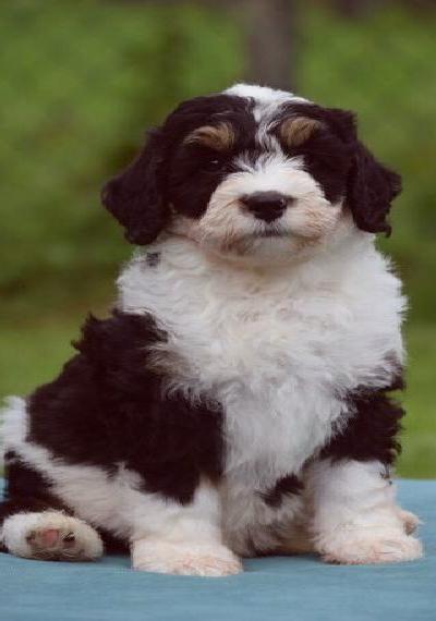 F1 Medium Bernedoodle Welpen ab 6.7. abzugeben ähnlich Goldendoodle, Labradoodle