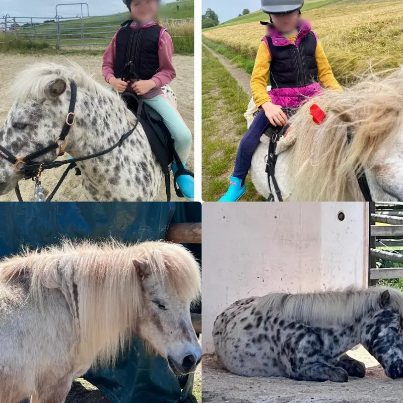 Liebes Shetlandpony Päärli suchen Lebensplatz