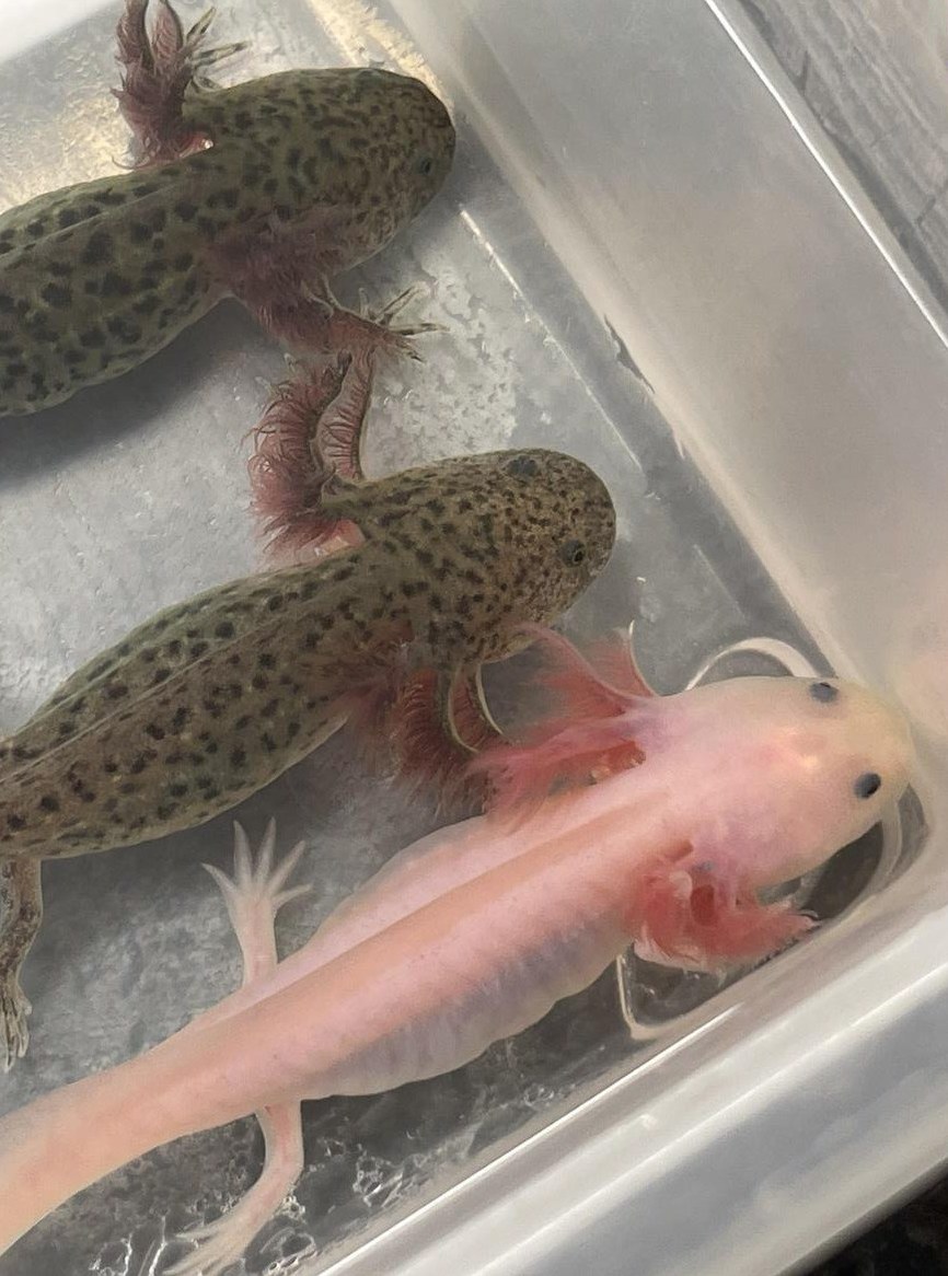 Junge Axolotl suchen neues Zuhause