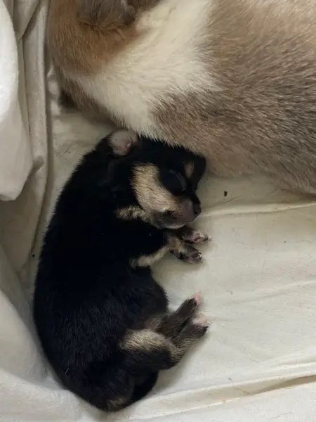 Chihuahua kurzhaar Welpen Weibchen