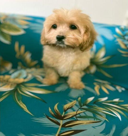 Wunderschöne American Cockapoo /Cockerpoo Welpen Pudel