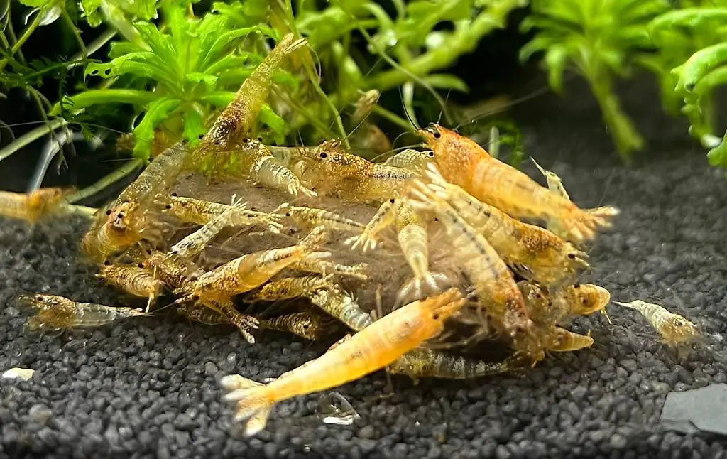 Garnelen Snow White Bee