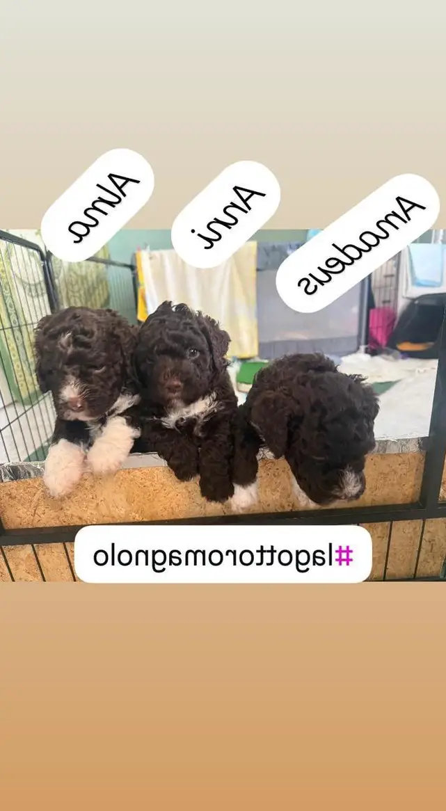 3 Lagotto Romagnolo Welpen zu verkaufen