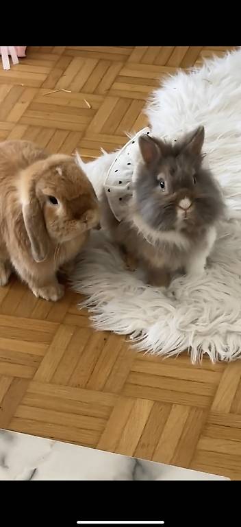 Zwergkaninchen zu verkaufen