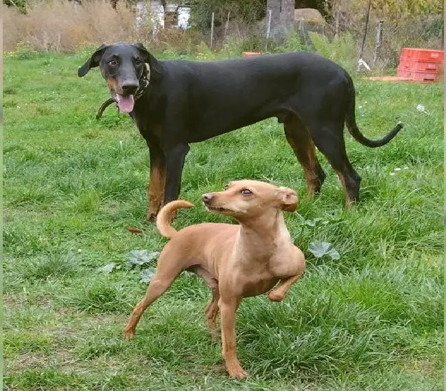 Jungrüde sucht ein Zuhause