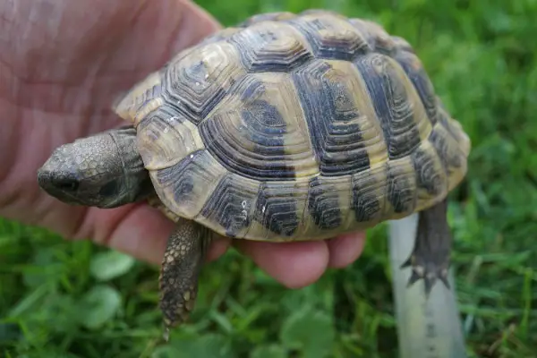 Landschildkröte 4 Jährig Winterfest