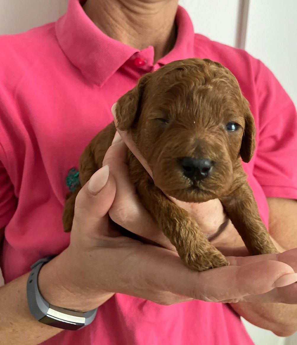 Zwergpudel Welpen in Farbe Fawn - Apricot, Red