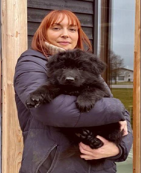 Schwarze Schäferhündin