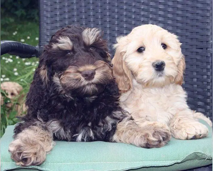 Cockapoo Welpen Abgabebereit