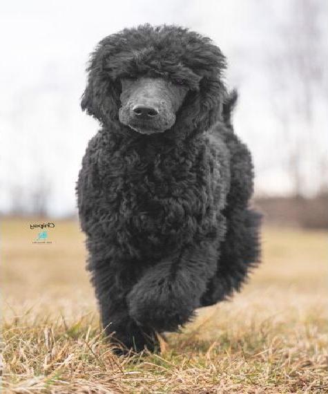 Pudel / Grosspudel/ Königspudel Welpen