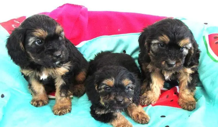 Cavapoo Welpen F1, mit Ahnentafel