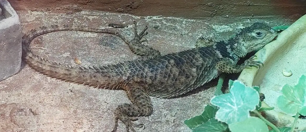 2 blaue Stachelleguane GRATIS abzugeben