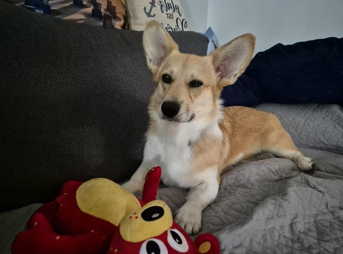 Blondie, eine Welsh Corgi Pembroke Hündin