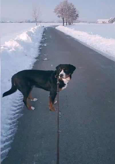 Grosser Schweizer Sennenhund