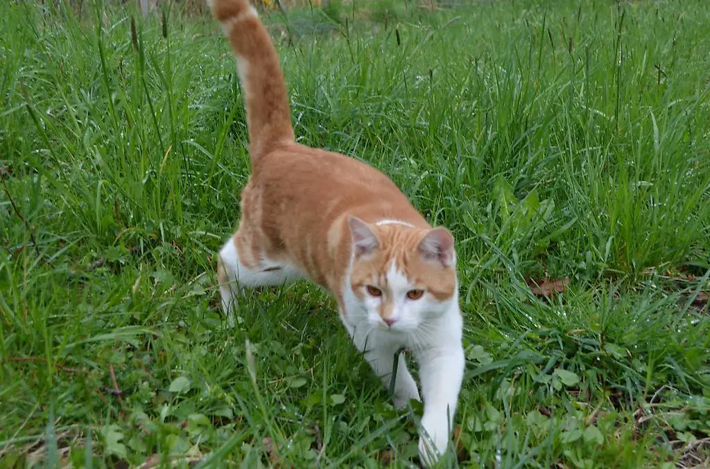 Junge Katze - jähriger Kater
