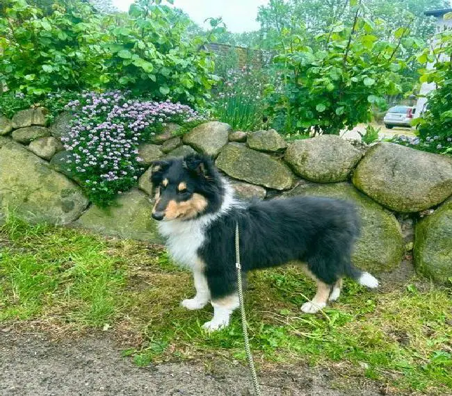 Colliewelpen im amerikanischen Typ