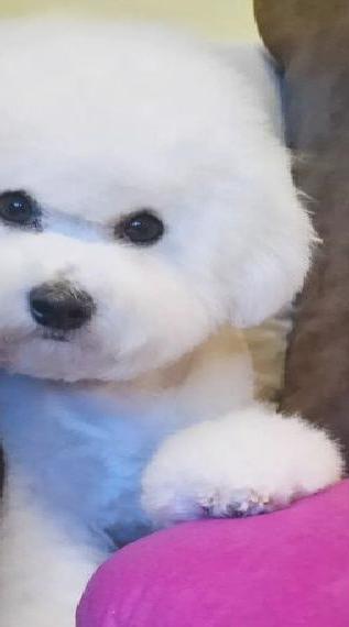 Bichon Frise Welpe (Junge) sucht sein Zuhause